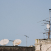 Starlink Must Match Indian Prices to Beat Jio, Mint Column Says